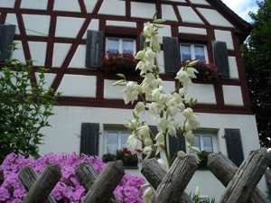 Fachwerkhaus 